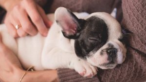 How many hours do dogs sleep? This puppy will sleep less as he grows