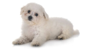 dog tear stains