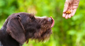 A dog accepts a treat