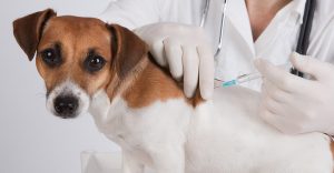 dog vaccination schedule