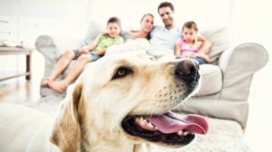 Happy Labrador with family on couch