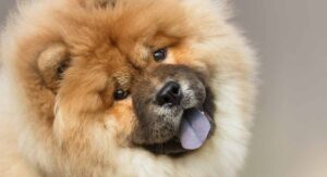 dogs that look like bears