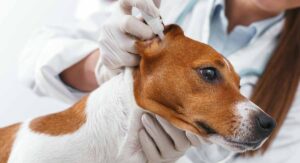 Ear mites in dogs