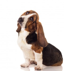 elbow dysplasia in puppies