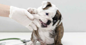 Bulldog Health Problems