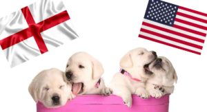 english vs american lab