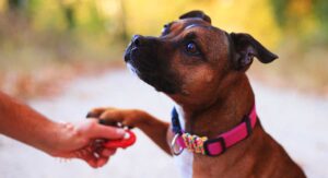 Using a clicker as an event marker