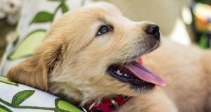 Puppy Teeth & Teething