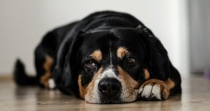 depressed dog