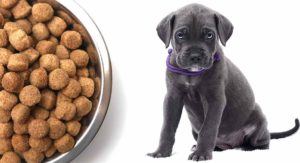 Feeding A Cane Corso Puppy