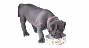 Feeding a Pitbull Puppy