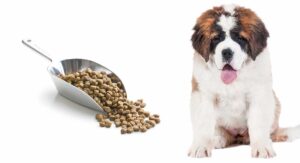 feeding a st bernard puppy
