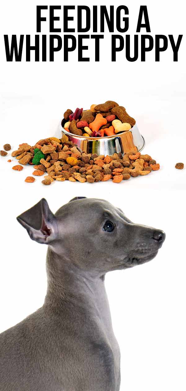 Feeding a Whippet Puppy