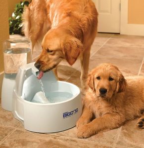 Golden retrievers at a water fountain