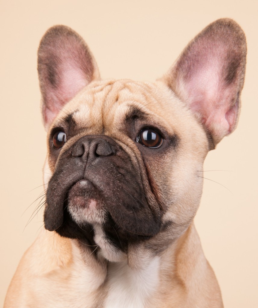 french bulldog