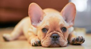 French Bulldog Temperament