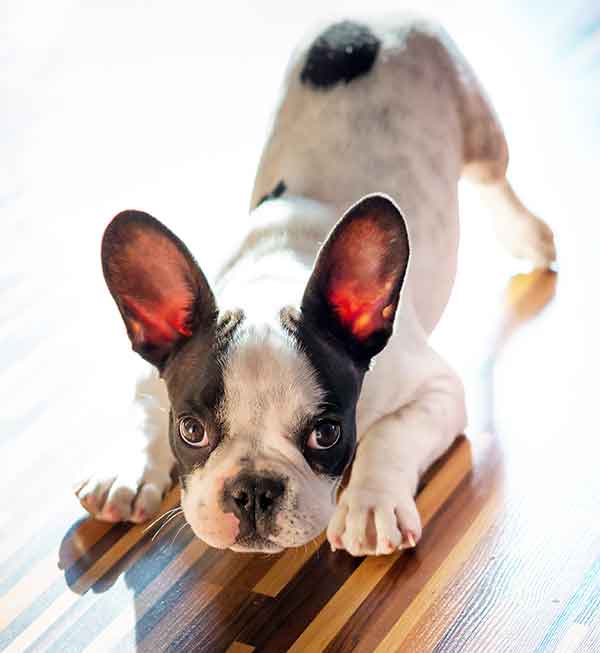 french bulldog puppy play bow