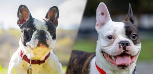 frenchton vs french bulldog