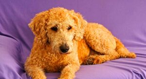 full grown australian labradoodle