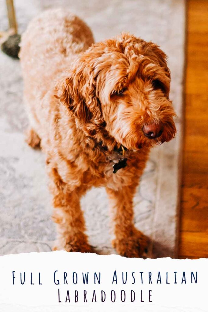full grown australian labradoodle