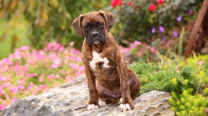 German dog breeds