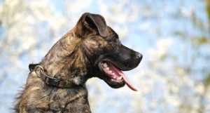 german shepherd boxer mix - boxer dog mixes