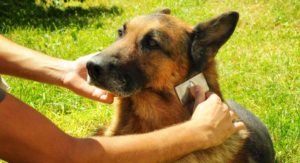 German Shepherd Grooming