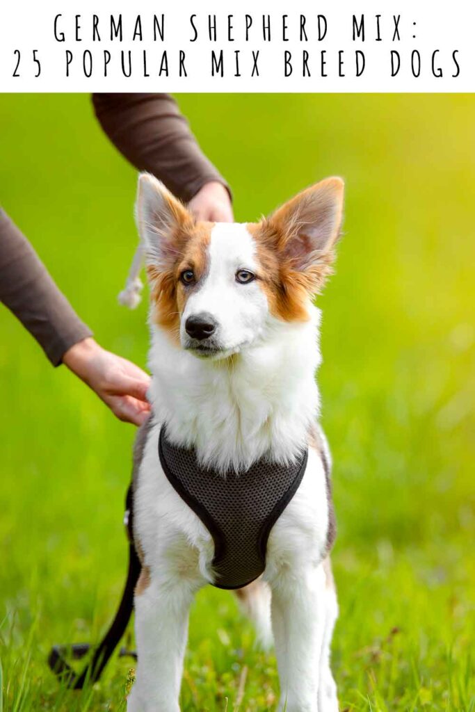 german shepherd mix breeds