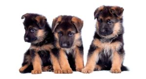 German Shepherd Names
