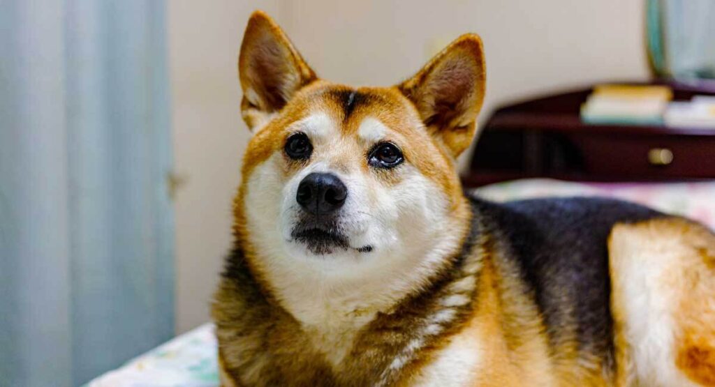 german shepherd shiba inu mix