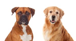 golden retriever boxer mix - boxer mixes