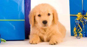 golden-retriever-gifts