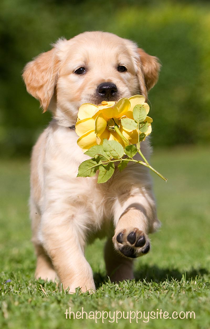 All puppies are perfectly adorable but some puppies are better suited to some families. This is where you can find out what to look for when buying a puppy