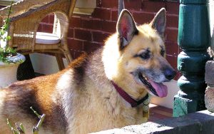 German Shepherd Husky Mix - A Complete Guide