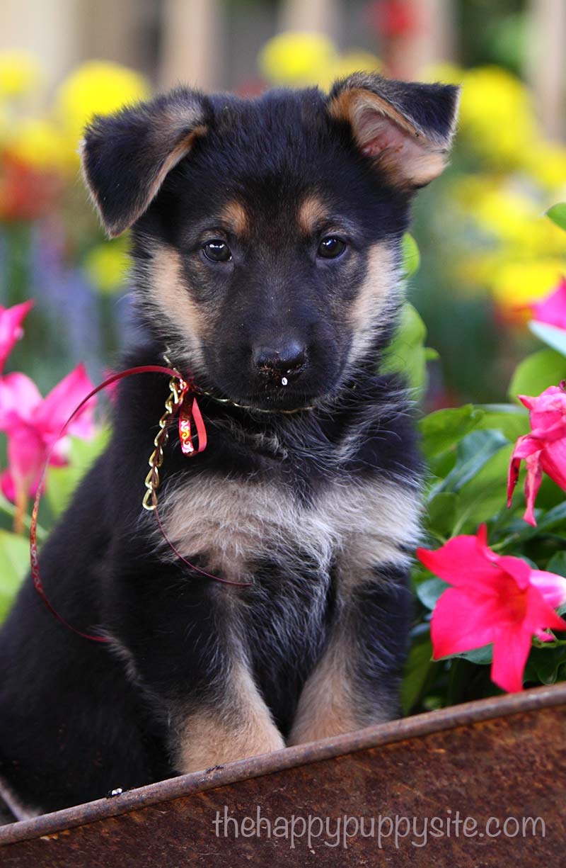 How to pick the right puppy for you - a detailed guide