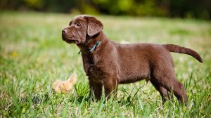 dog training guides