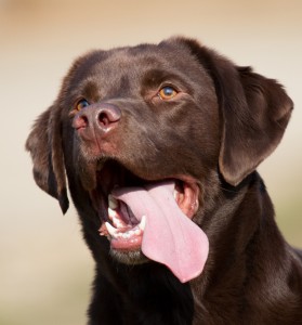 gundog group of dogs