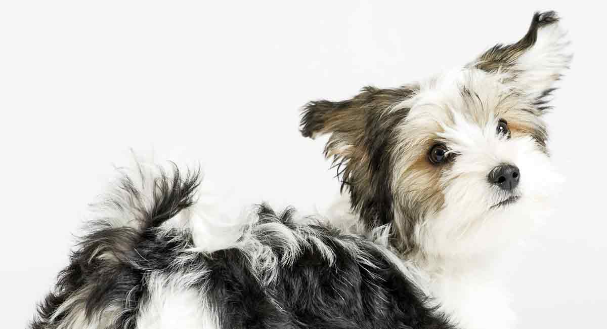 Havanese mixes