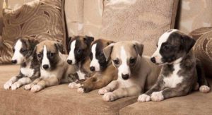 healthiest dog breeds