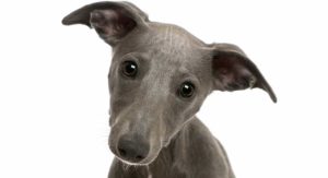 healthiest dog breeds