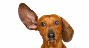hearing aids for dogs