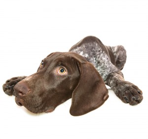 puppy health hip dysplasia