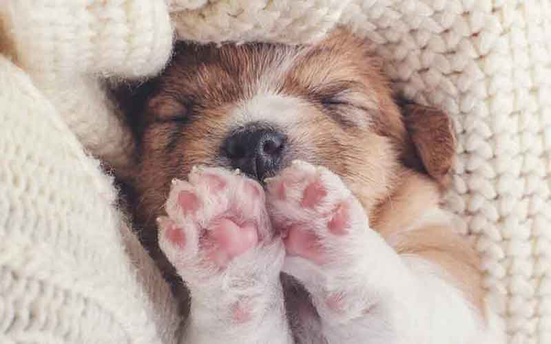 tiny brown and white puppy with paws in front of face