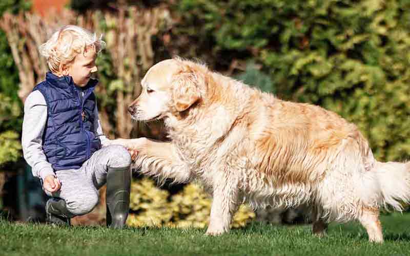 small boy with golden retriever dog