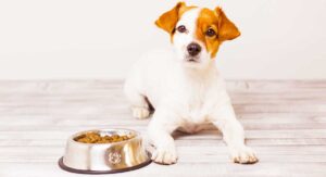 how do i get my dog to eat his food