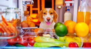 how do you stimulate a dogs appetite