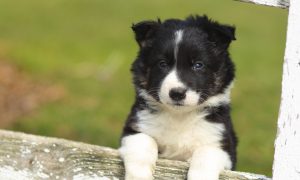 how dogs and puppies learn