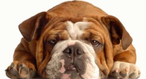 English Bulldog Lifespan