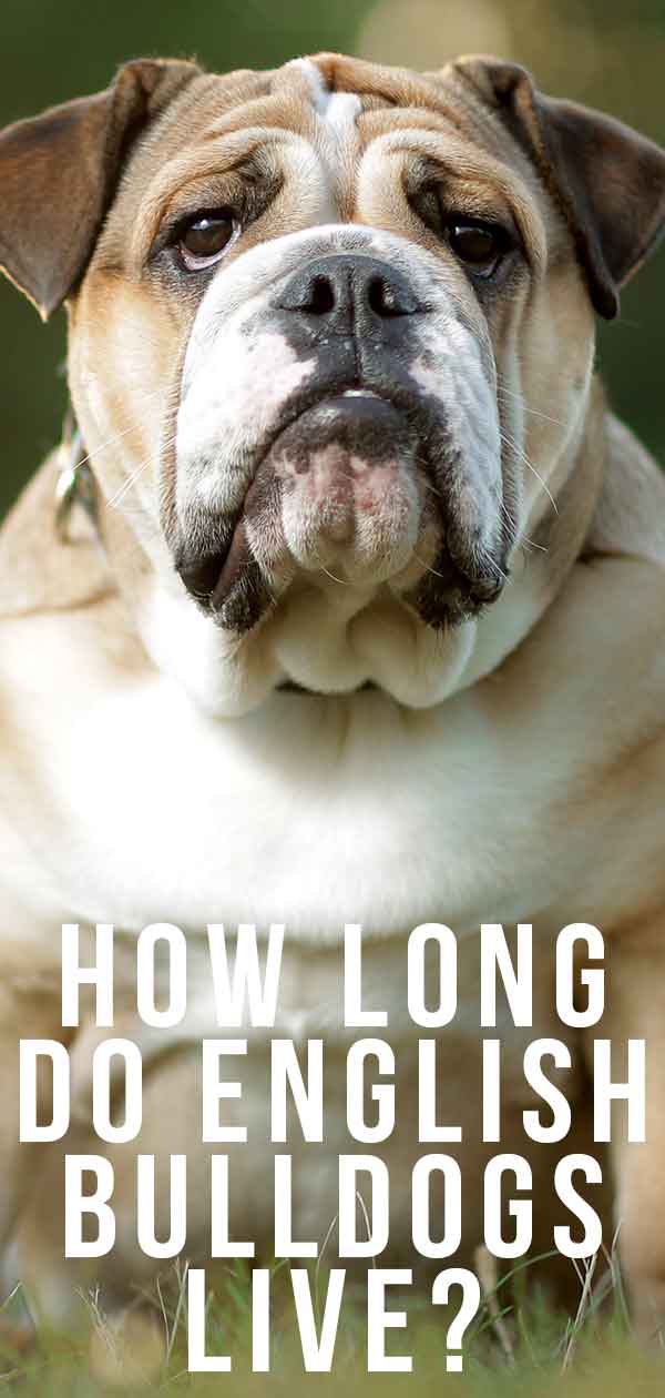 English Bulldog lifespan