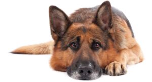 german shepherd lifespan